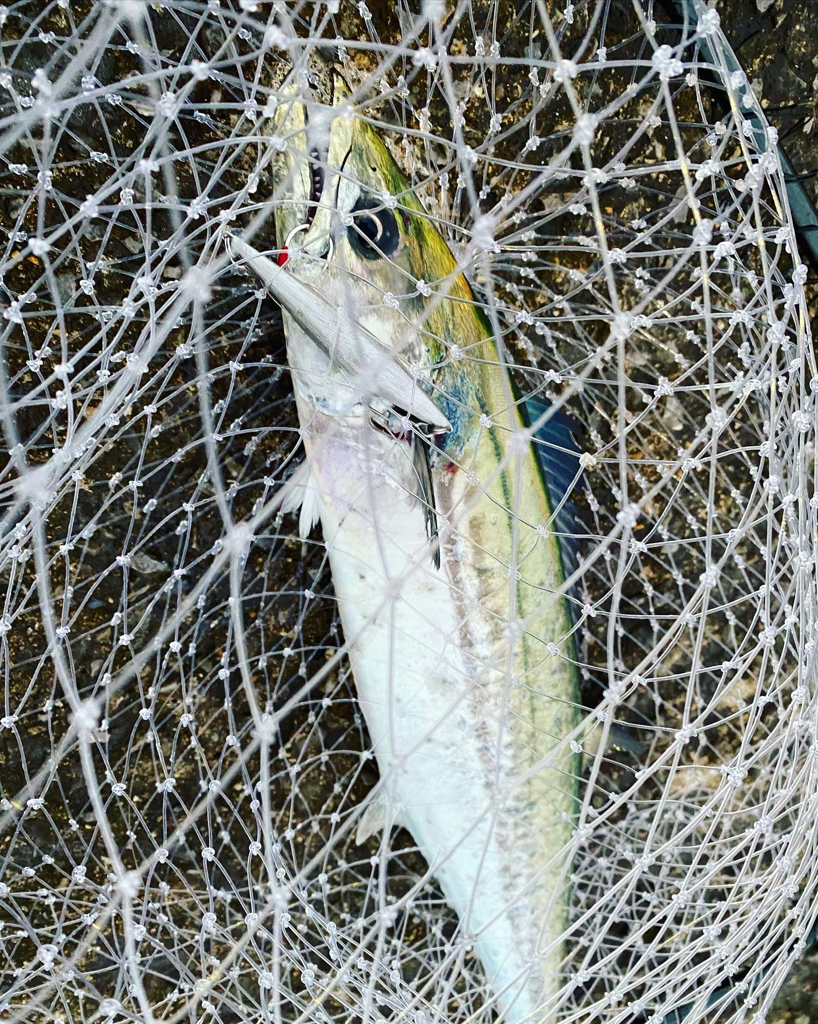 サゴシ&エソ祭り