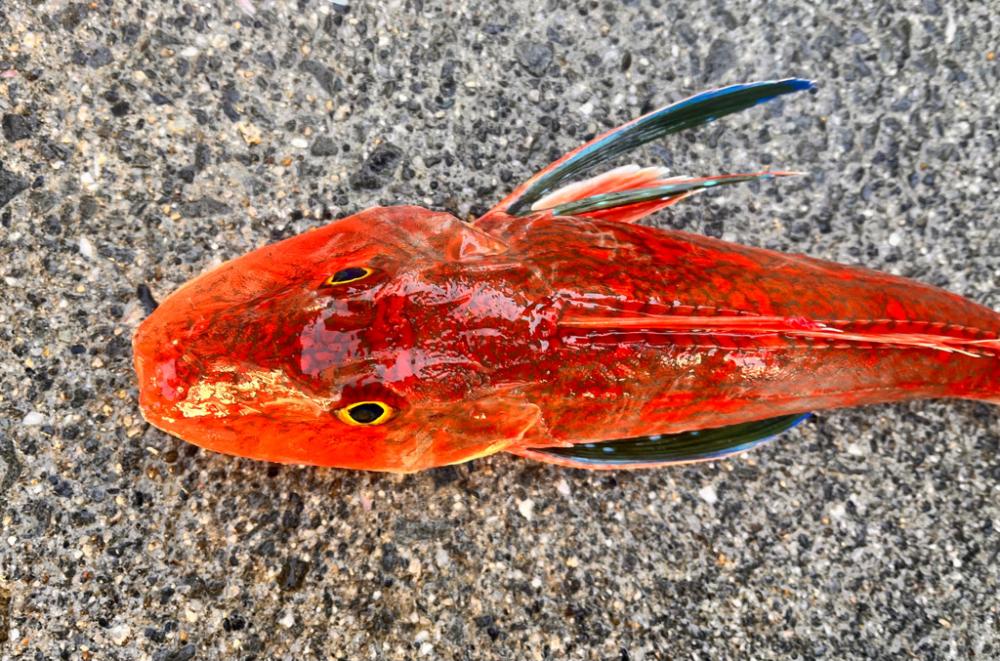 いろんな魚が釣れました