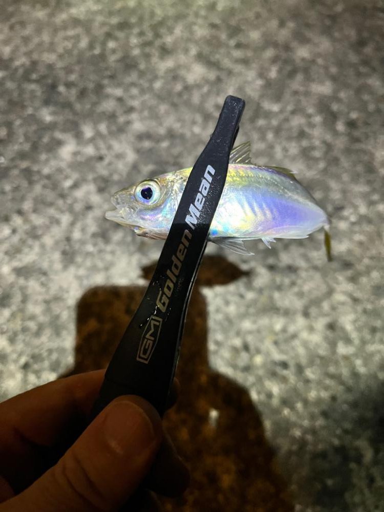 まだまだ豆アジ