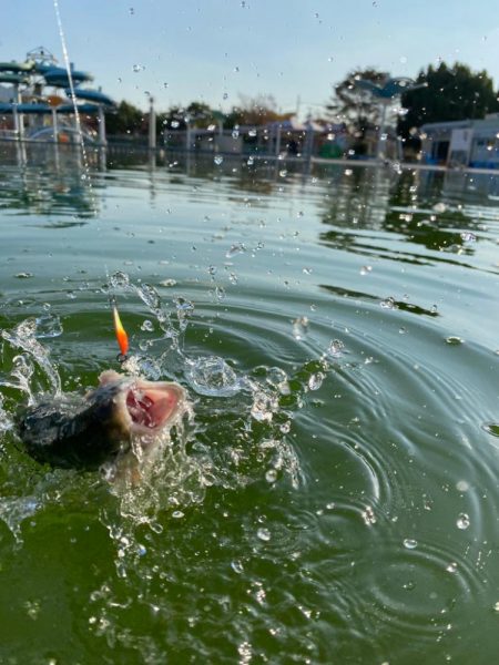 エリアトラウト　亀岡市