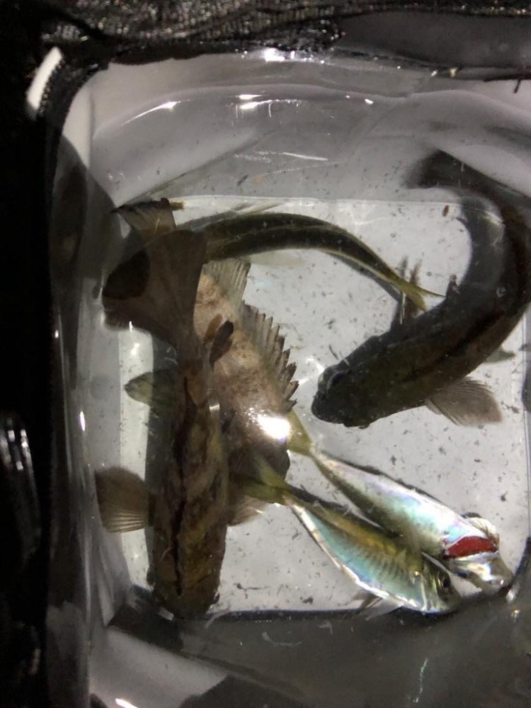 雨のメバリング