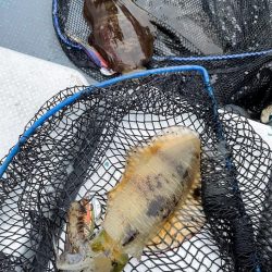 秋のティップランエギング