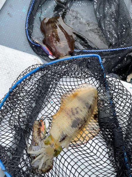 秋のティップランエギング