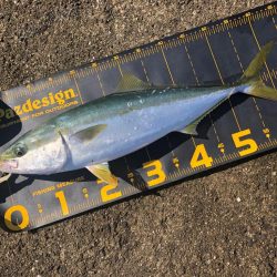 懲りずに武庫川一文字