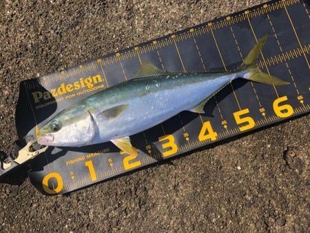 懲りずに武庫川一文字