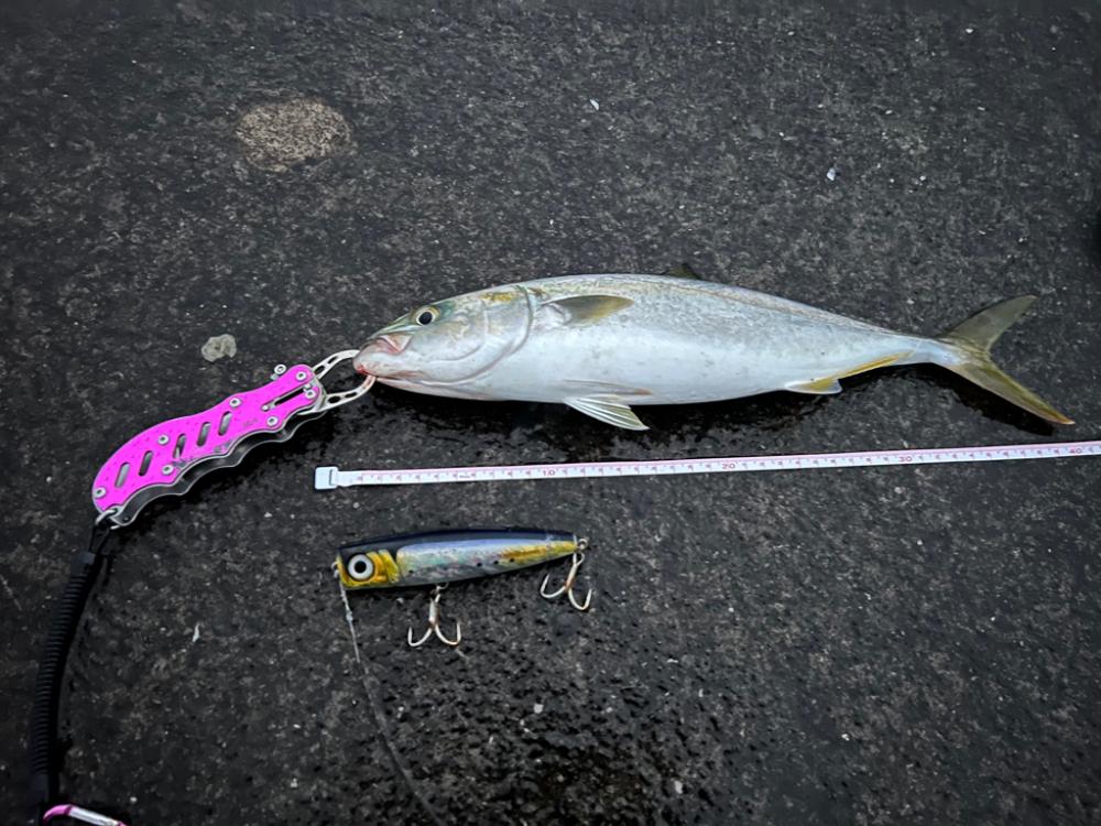 爆釣！入れ食い状態