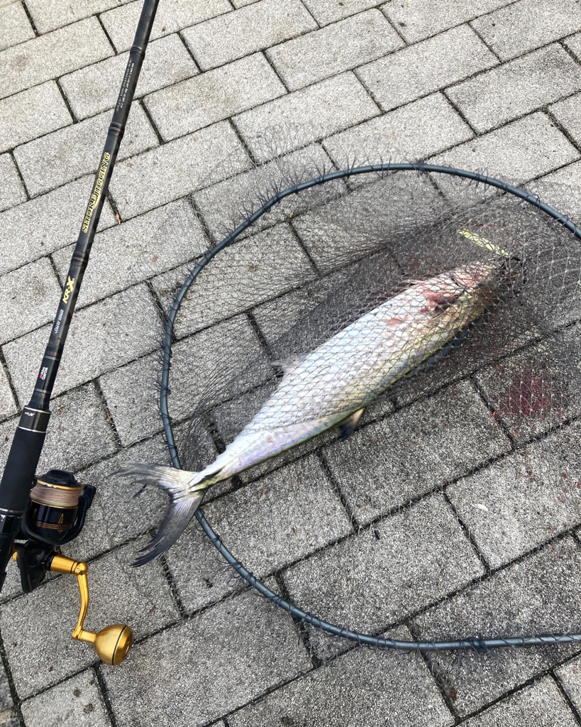 一変激渋ながら青牙マルチ。。