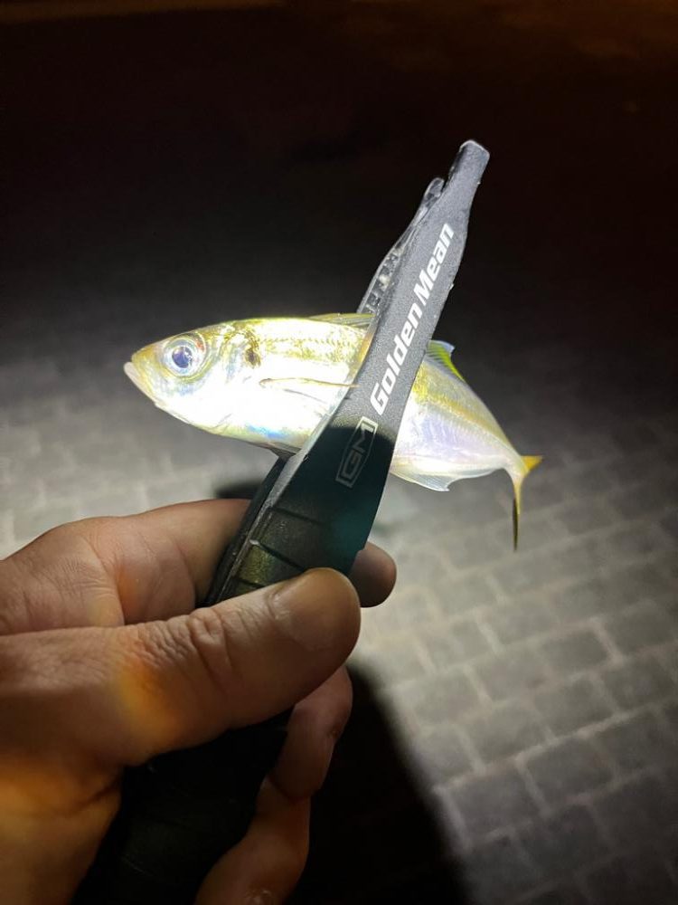 中アジは未だに