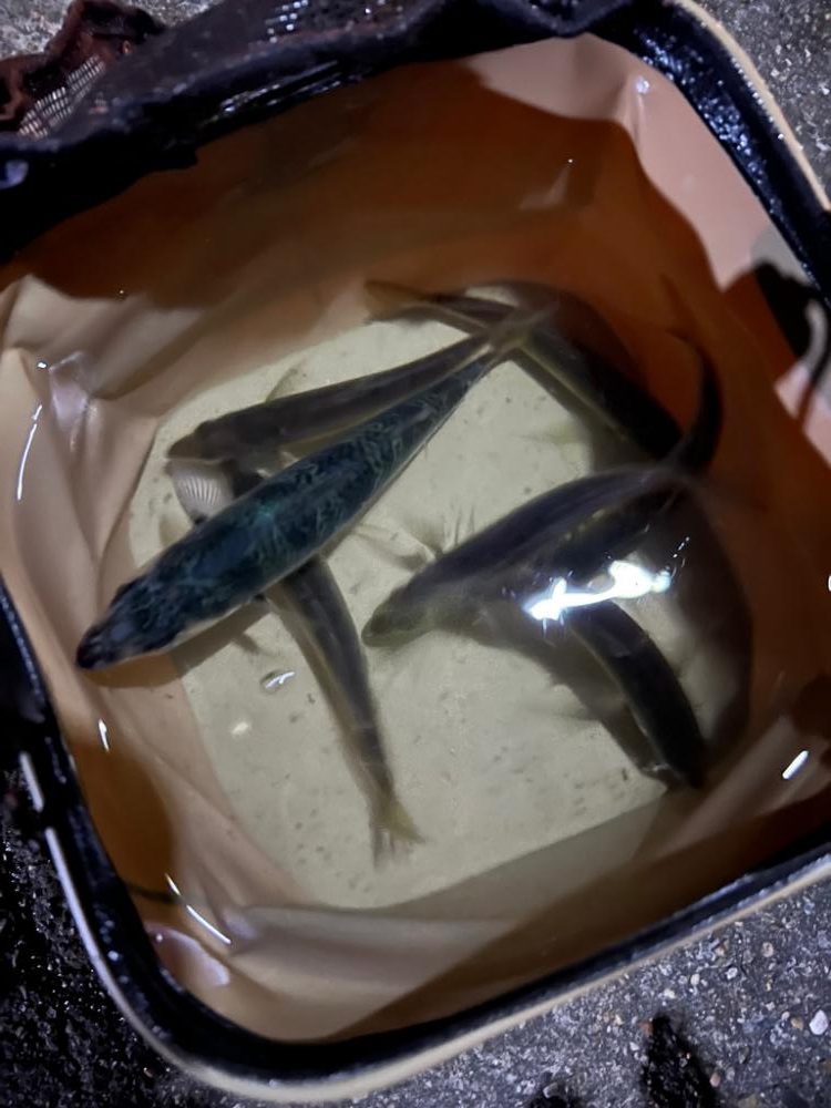 サビキでデカ鯖