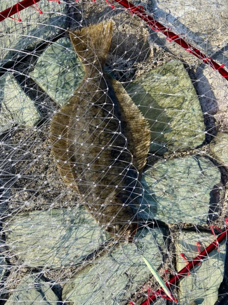 フラットフィッシュ