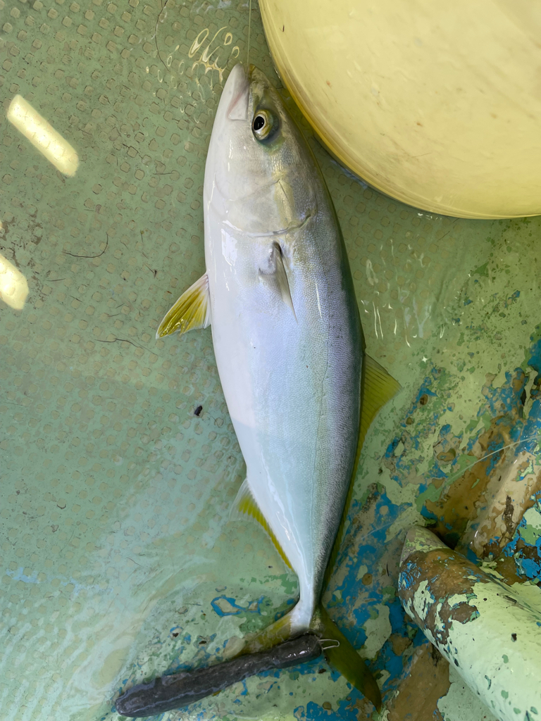 メジロ1本ハマチ数本