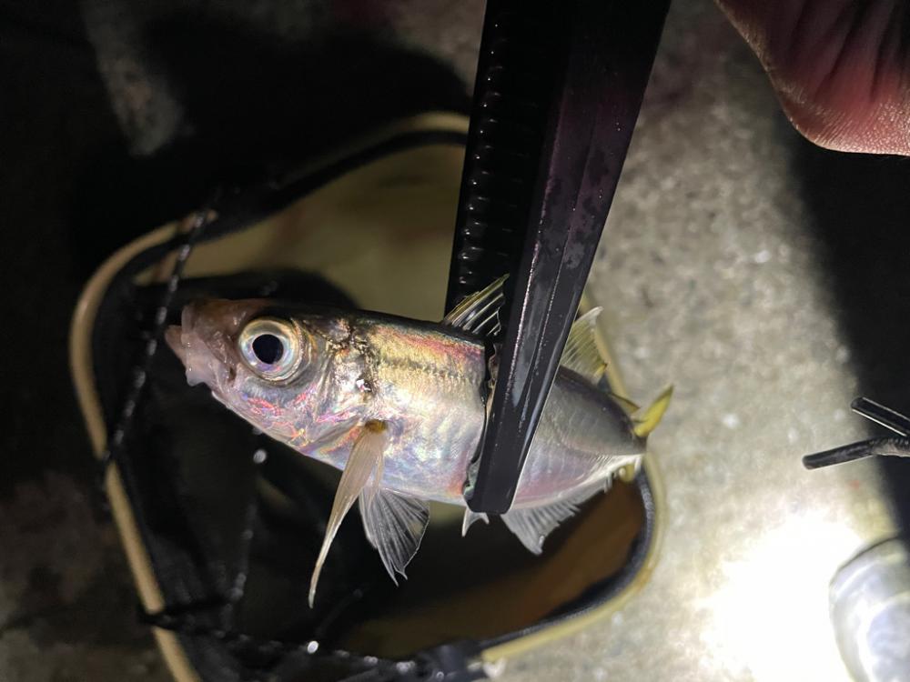 サビキ釣り