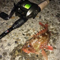 ベイトフィネスでライトロックフィッシュ