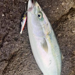 磯のハマチナブラ