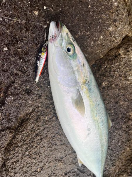 磯のハマチナブラ