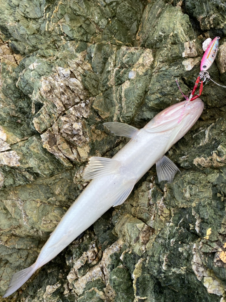 ショアジギング