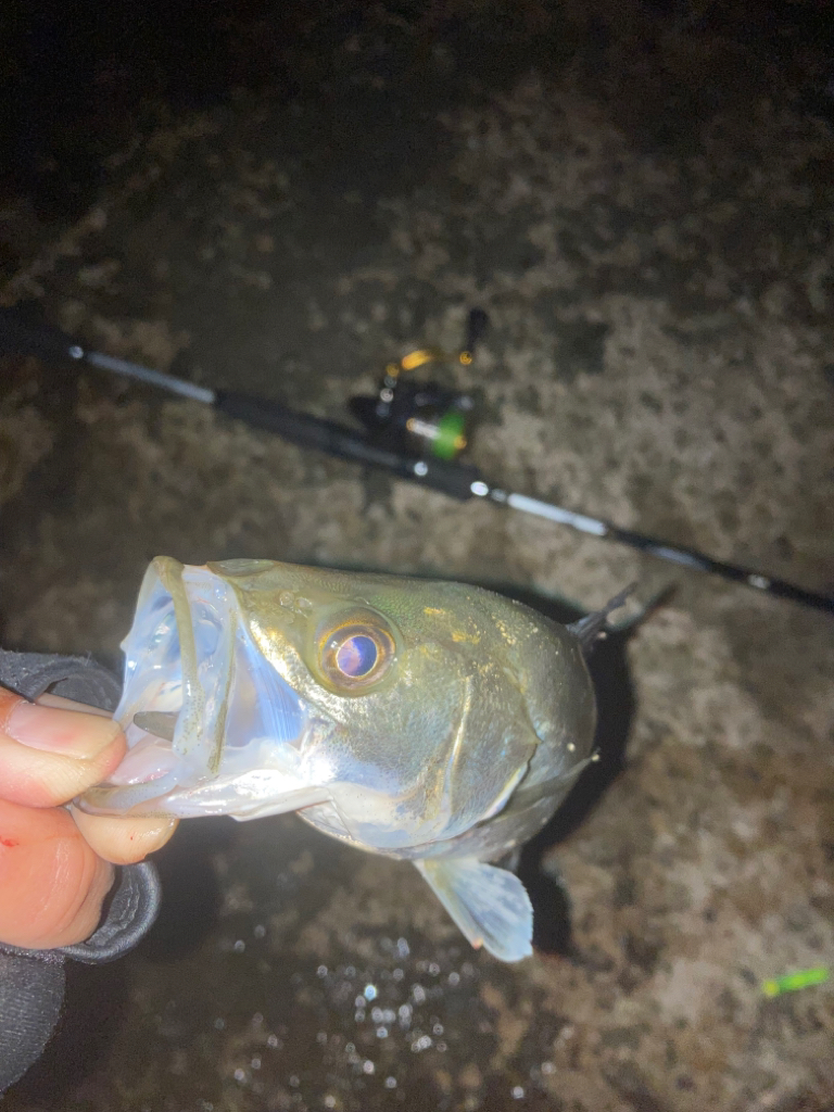 ⭐︎南港産タチウオ