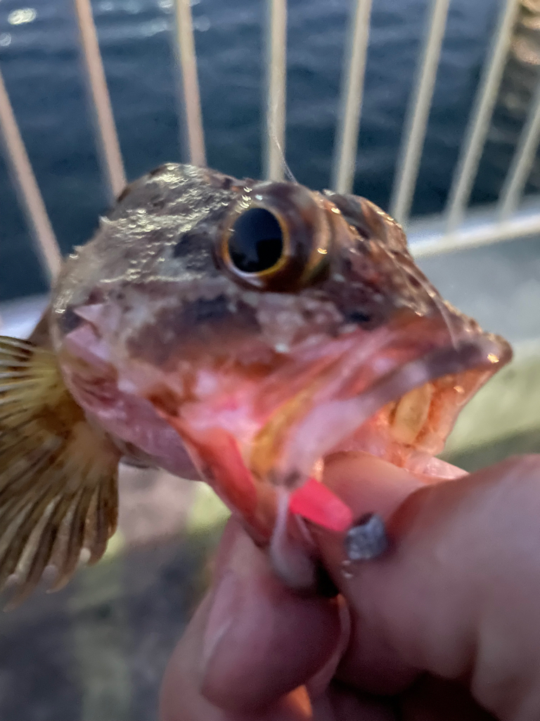 夕まずめポイント捜索