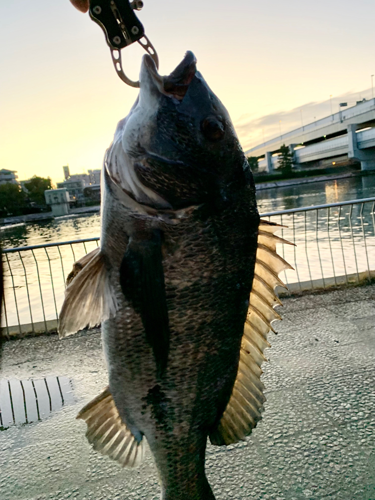 チヌ、シーバス