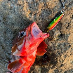 この2つのルアーが強い!