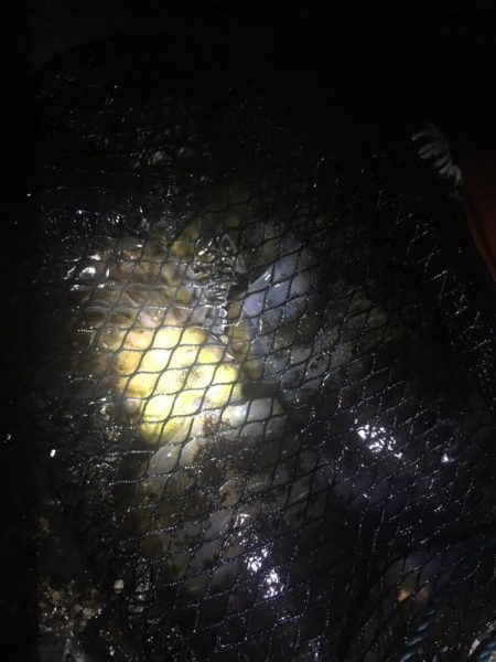 食べ頃サイズアオリイカ！