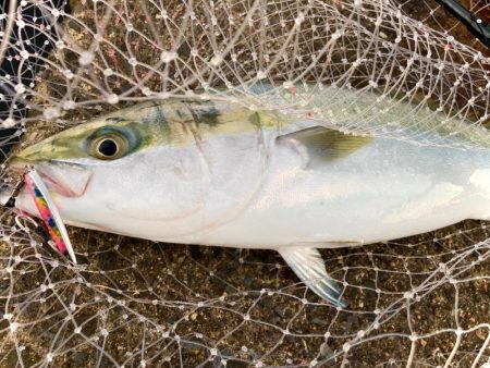 サゴシとメジロキャッチのサワラバラしにゃ…