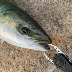 朝マズメの、短時間勝負。