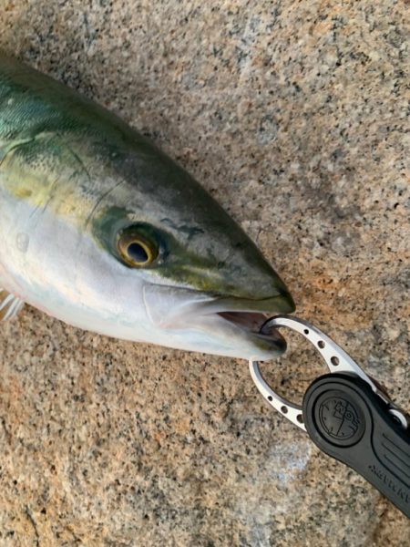 朝マズメの、短時間勝負。