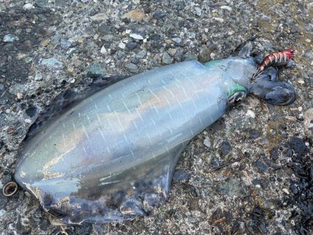 今季４杯目キロアップ