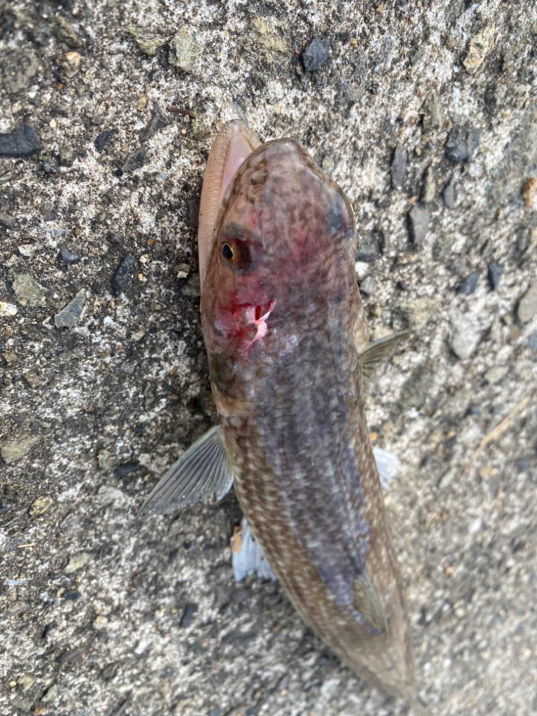 エソパラダイス