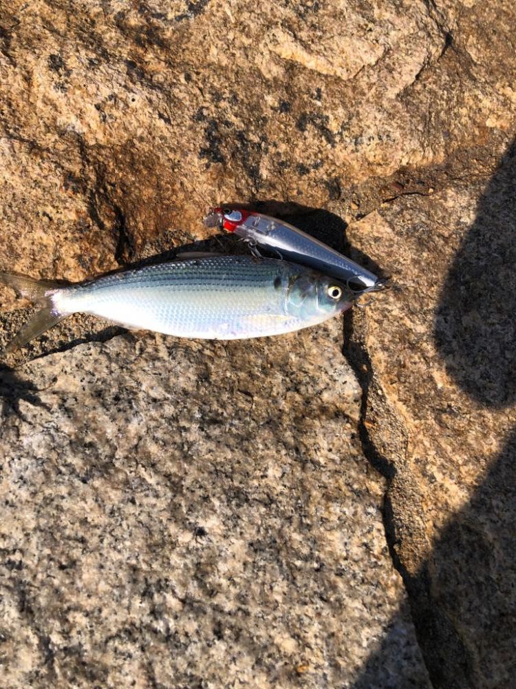 初のルアー釣り イナッコとコノシロ