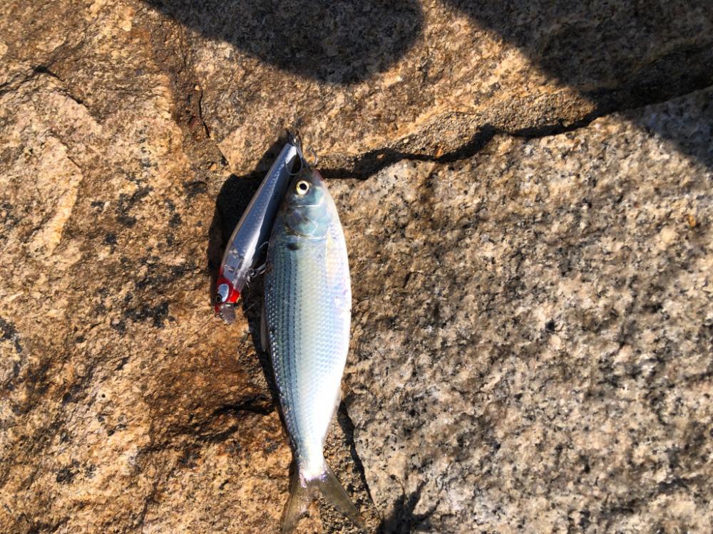 初のルアー釣り イナッコとコノシロ