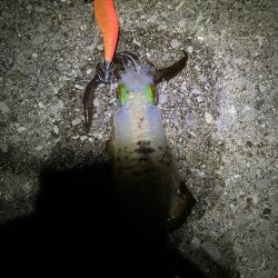 仕事おわりからのキロ狙い！