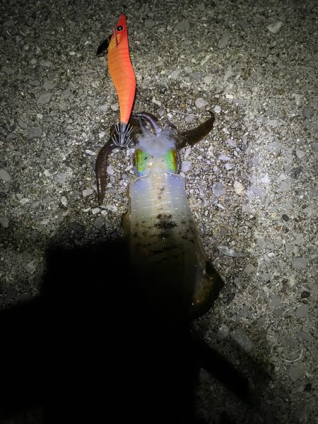 仕事おわりからのキロ狙い！