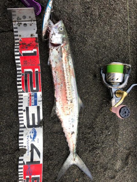 今朝はサゴシの回遊があったみたい