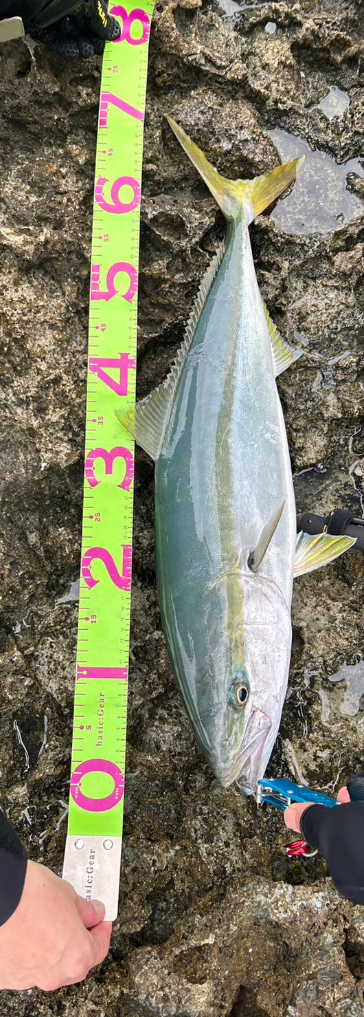 メジメジメジロ