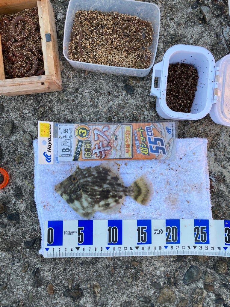 カレイ、落ちギス狙い