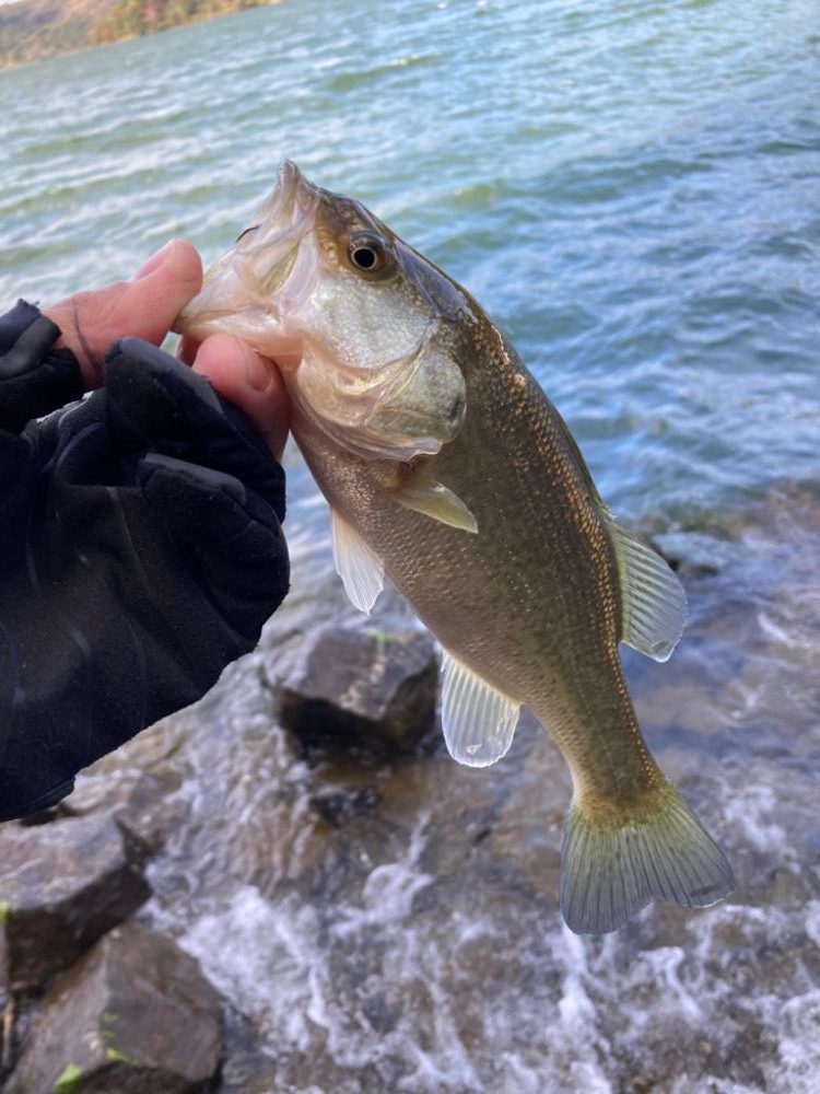 残りウィードを見つければ2桁釣果