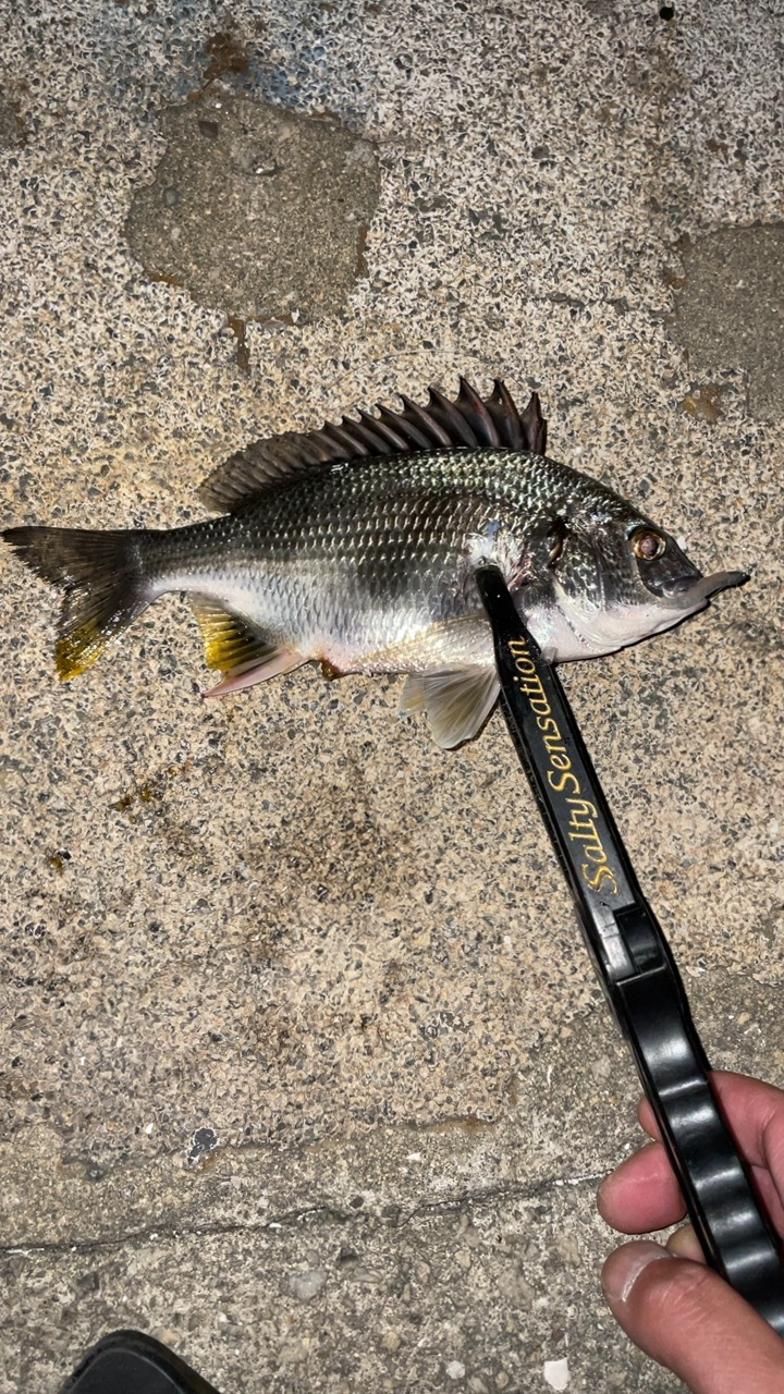 アジングで五目達成!