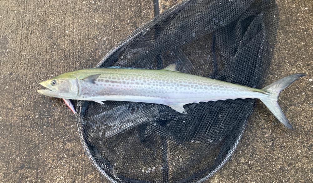 短い時合いでサゴシ君