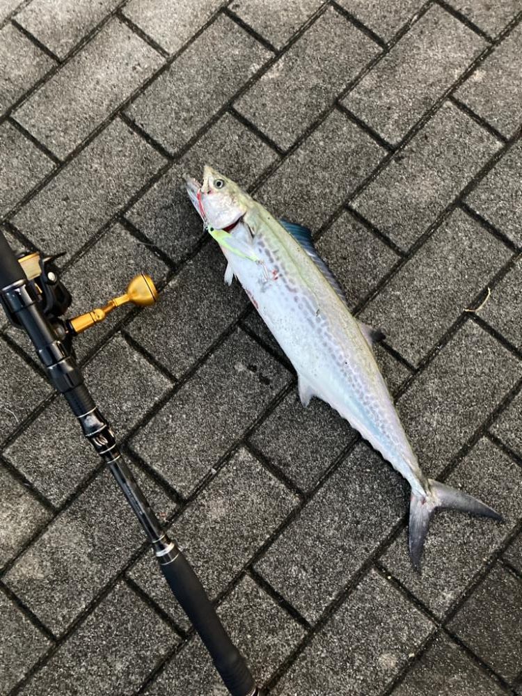 湾奥激渋。青牙秋サゴシ57cm。。