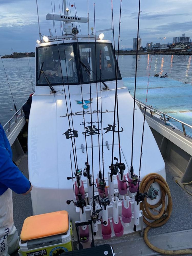 アオリイカキロ足らず