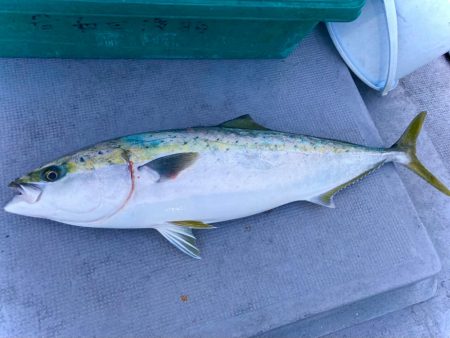 マキマキバイブ丸飲みにゃーん！