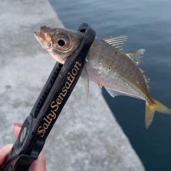 尺アジを探して