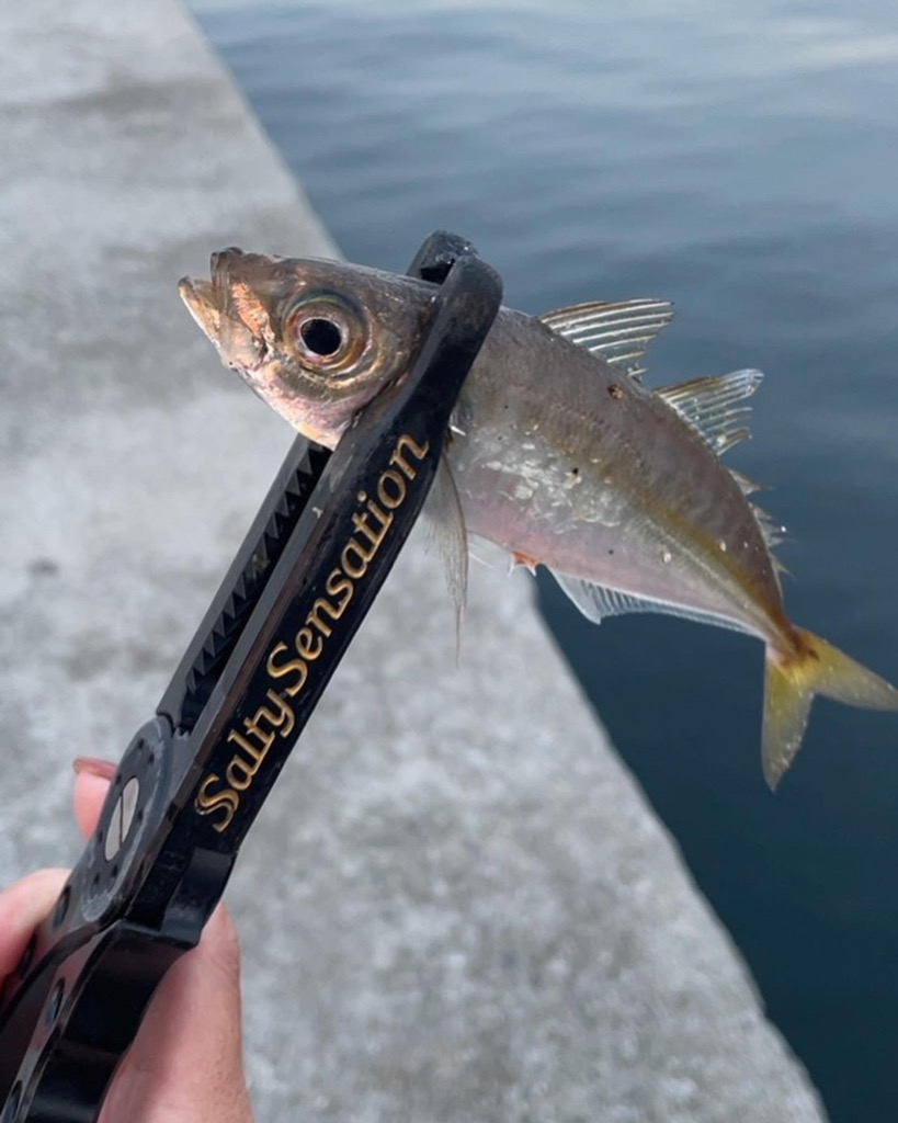 尺アジを探して