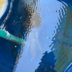 早朝ティップラン