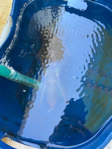 早朝ティップラン