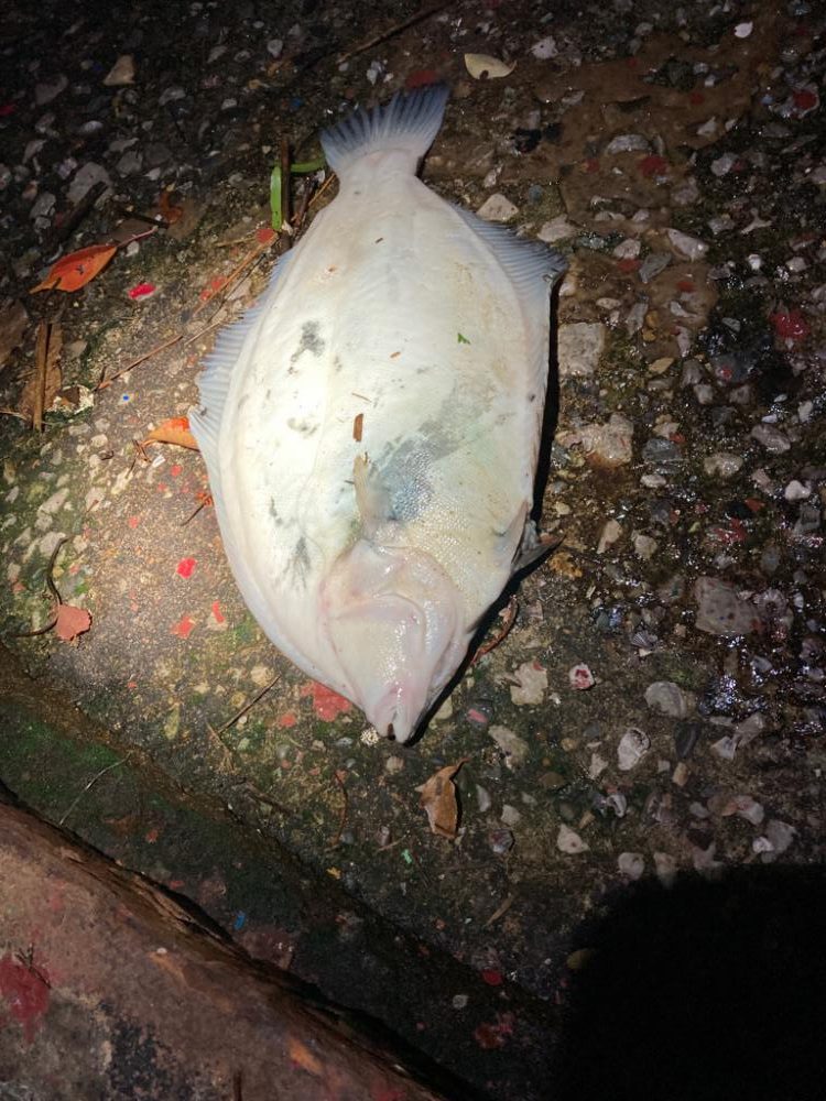 湾内でカレイ！！驚いたーーー