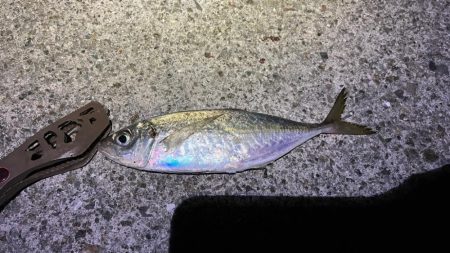 淡路島でアジ・メバル