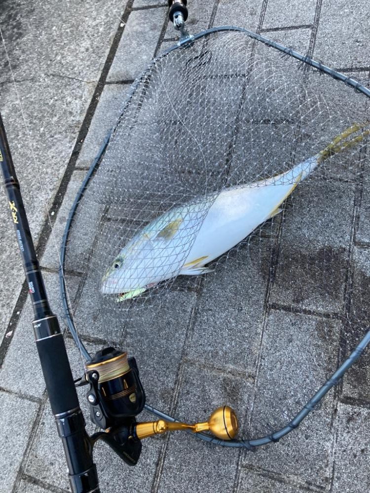 激混み激渋湾奥コスモ。メタボギリハマチ45cm。。